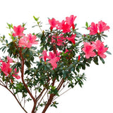 Encore&reg; Autumn Ruby&reg; Azalea Tree