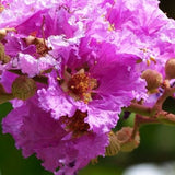 Purple Crape Myrtle