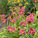 Little Grapette Daylily