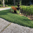 CitraBlue&trade; St. Augustine Grass Plugs