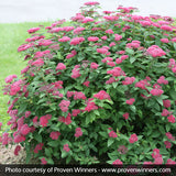 Double Play&reg; Red Spirea