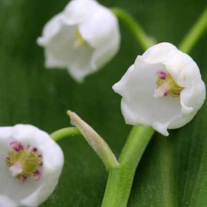 Lily of the Valley