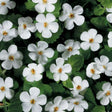 Snowstorm&reg; Giant Snowflake&reg; Bacopa