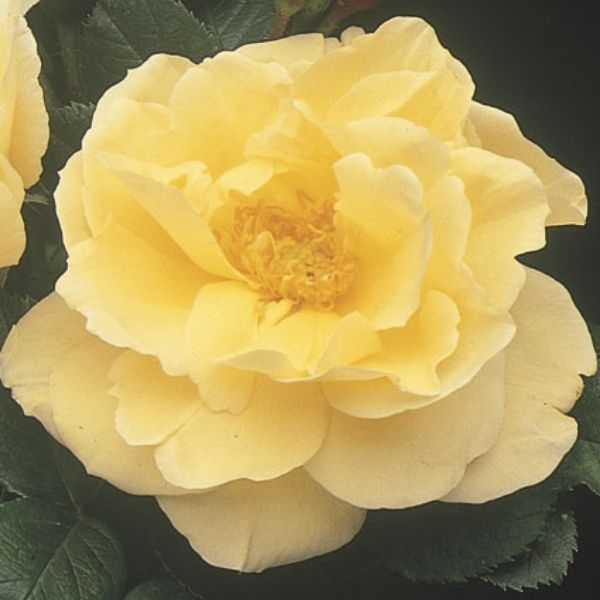 Topaz Jewel Rugosa Rose