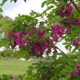 Purple Robe Locust Tree