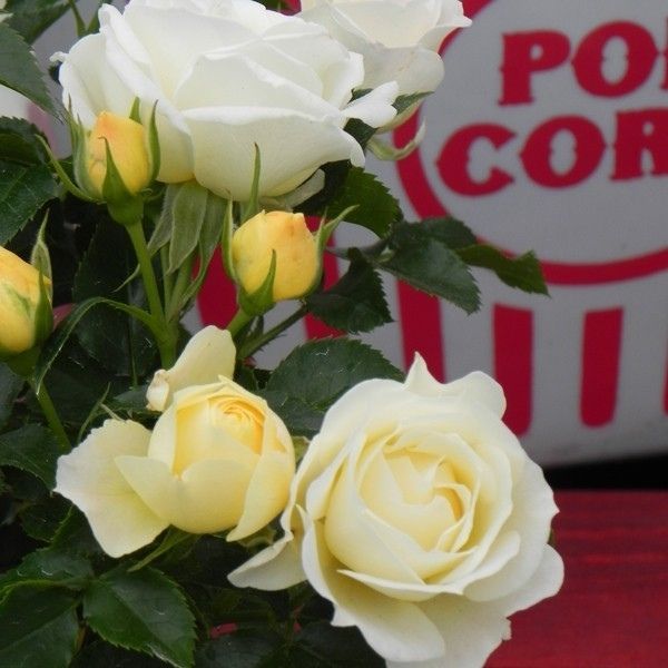 Popcorn Drift&reg; Rose