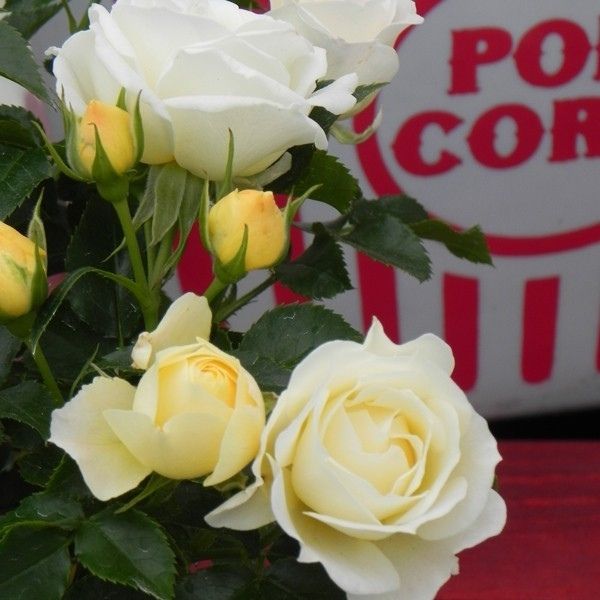 Popcorn Drift® Groundcover Rose | Buy at NatureHills.com