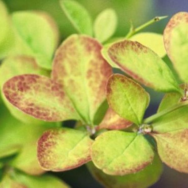 Golden Carousel Barberry