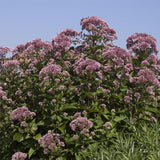 Gateway Joe-Pye Weed