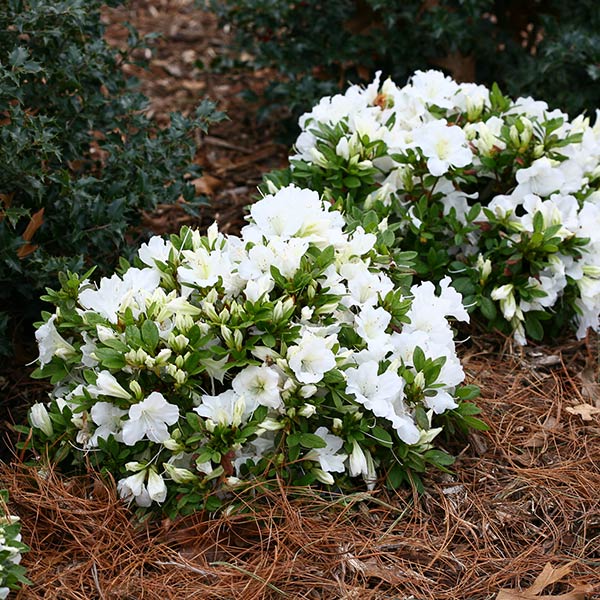 Bloom-A-Thon&reg; White Reblooming Azalea