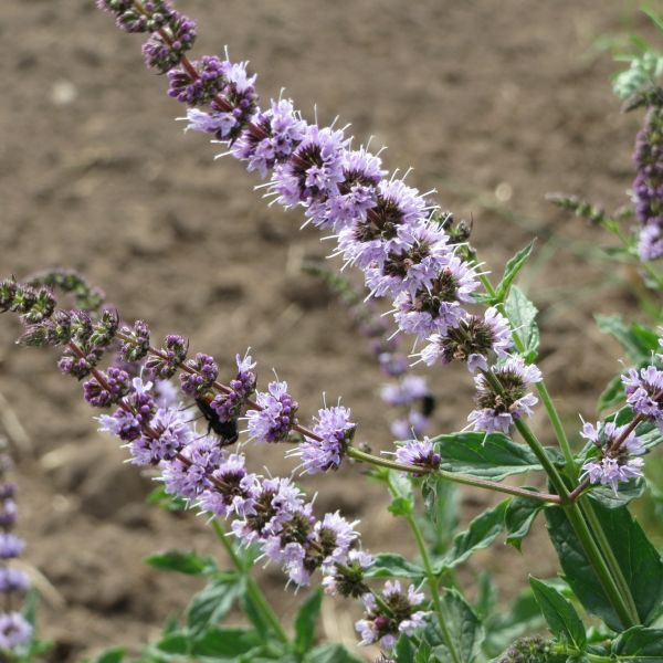 Spearmint Plant