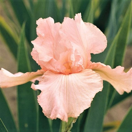 Pink Attraction Tall Bearded Iris