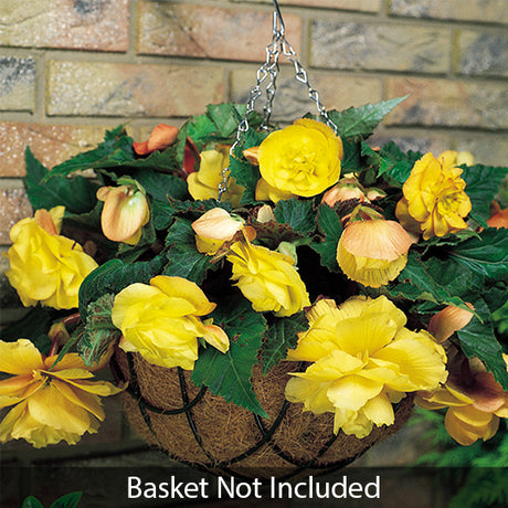 Yellow Hanging Basket Begonia