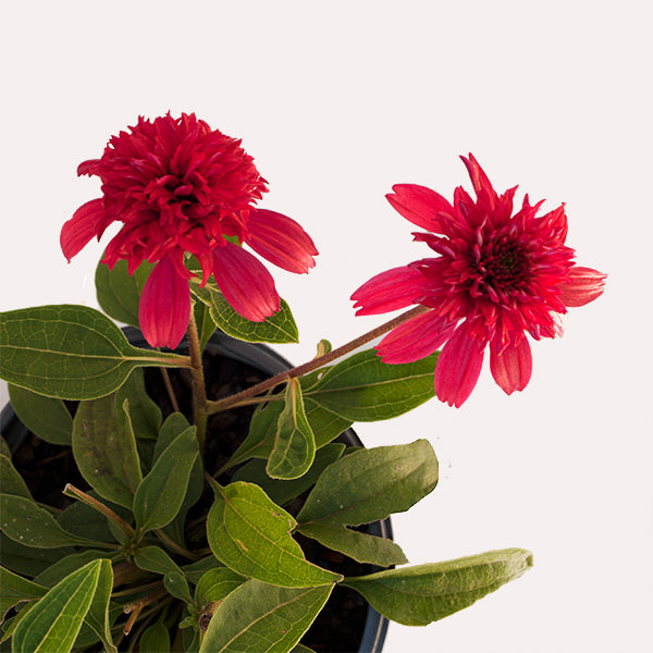 Double Scoop Cranberry Coneflower