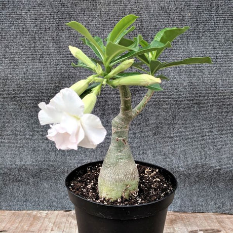 Desert Rose