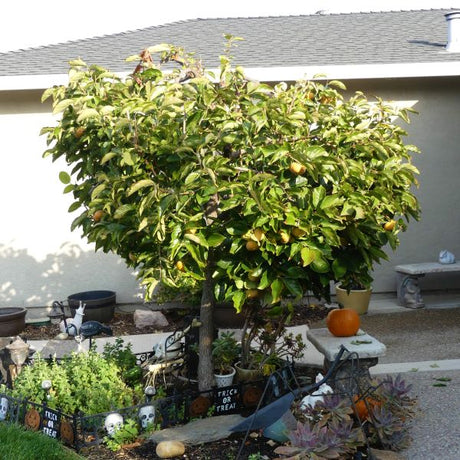 Fuyu Persimmon Tree