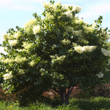 Japanese Lilac Tree