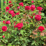 Easy Elegance&reg; Kashmir Rose