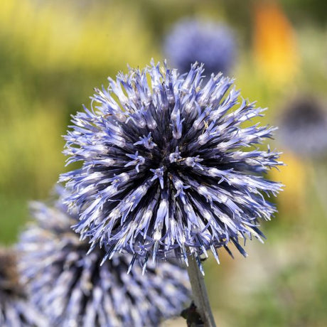 Globe Thistle