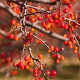 Indian Magic Crabapple