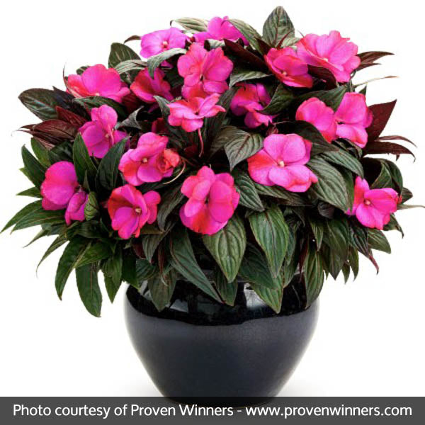 Infinity&reg; Blushing Lilac Impatiens