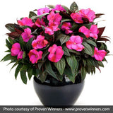 Infinity&reg; Blushing Lilac Impatiens