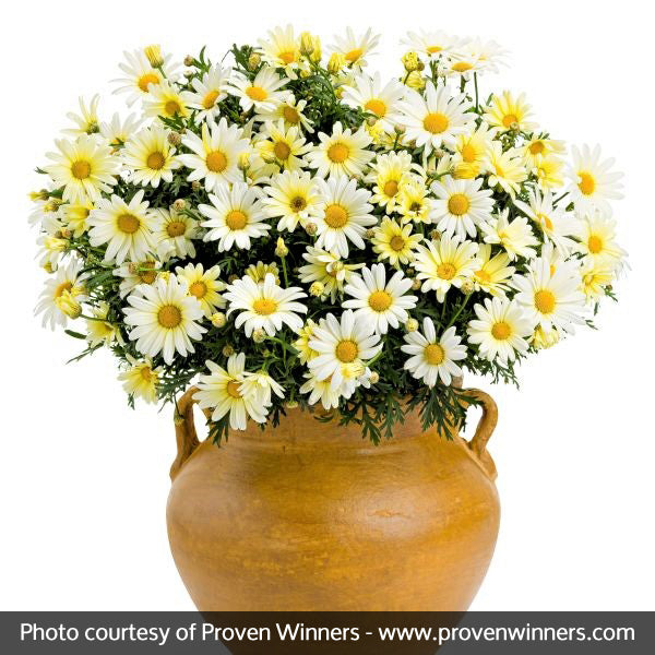 Vanilla Butterfly&reg; Daisy