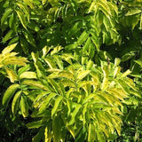 Golden Elderberry Bush