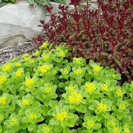 Sedum Lemon Drop