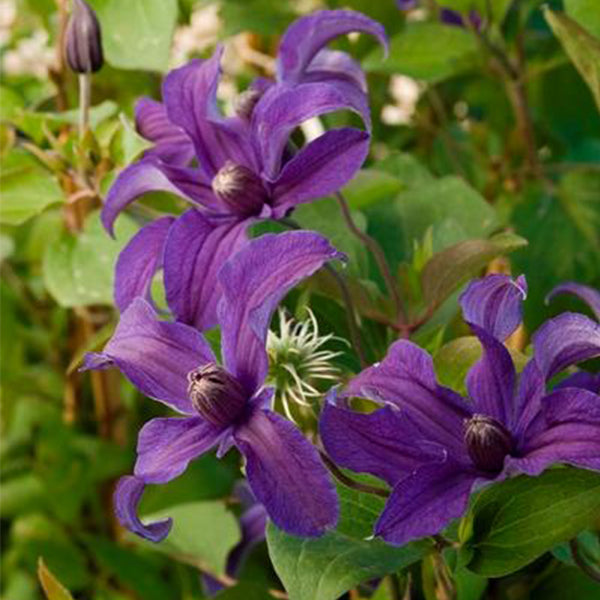 Sapphire Indigo&trade; Clematis