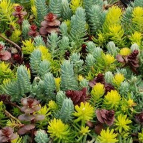 Flaming Carpet Sedum