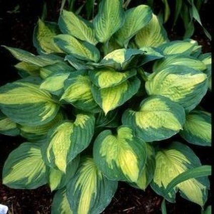 Captain Kirk Hosta