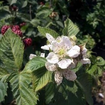 Arapaho Thornless Blackberry Plants