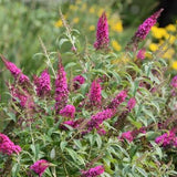 CranRazz&trade; Butterfly Bush