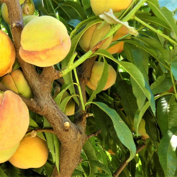 Reliance Peach Tree