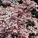 Stellar Pink Dogwood