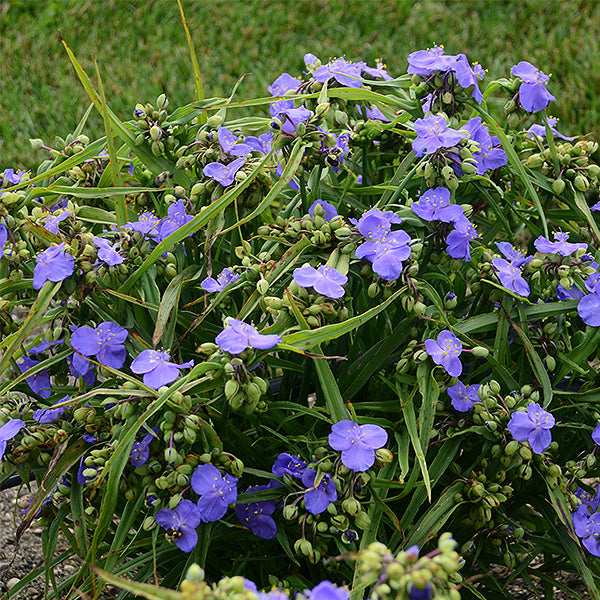 Amethyst Kiss&trade; Spiderwort