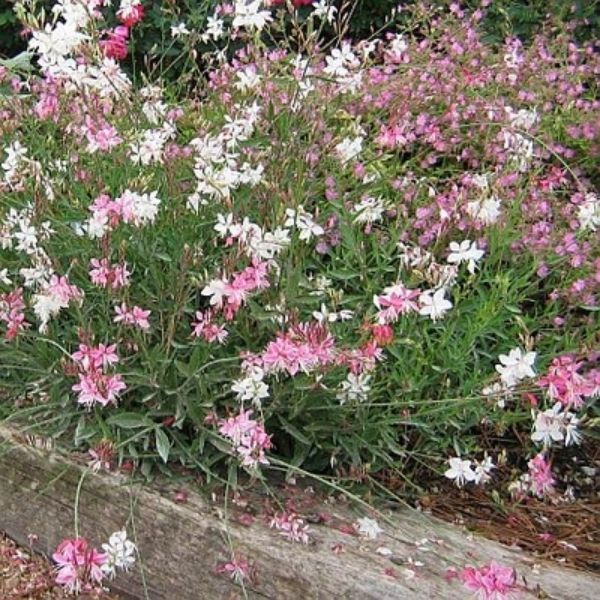 Gaura Siskiyou Pink