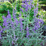 Lacey Blue Russian Sage