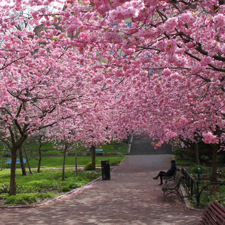 Kwanzan Flowering Cherry