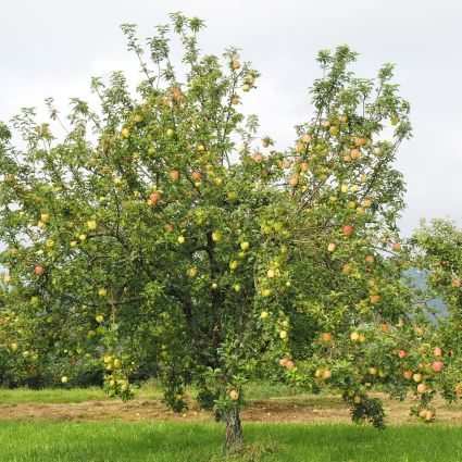 Gala Apple Tree