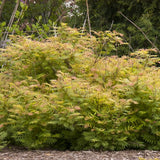 Sem Ash Leaf Spirea