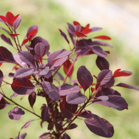 Winecraft Black&reg; Smokebush