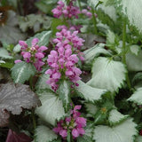 Ghost Lamium