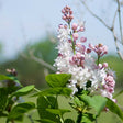 Beauty of Moscow Lilac