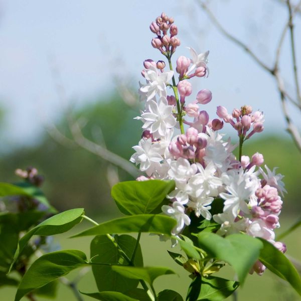 Beauty of Moscow Lilac