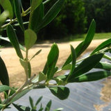 Koroneiki Olive Tree