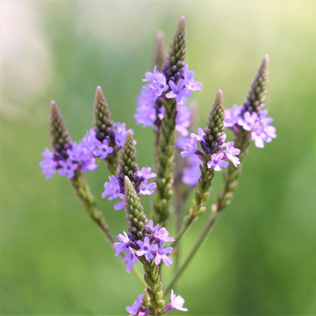 Summer Rain Garden Pocket Garden