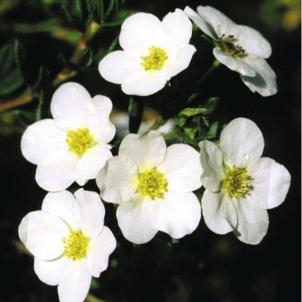 McKays White Potentilla