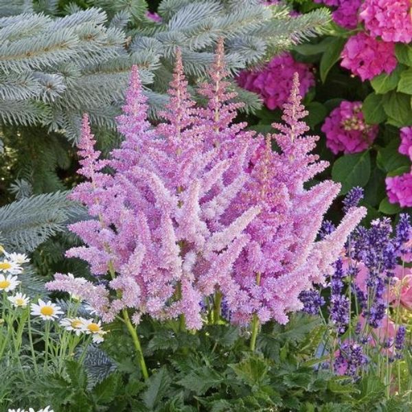 Little Vision in Purple Astilbe Shrubs | Buy at Nature Hills Nursery